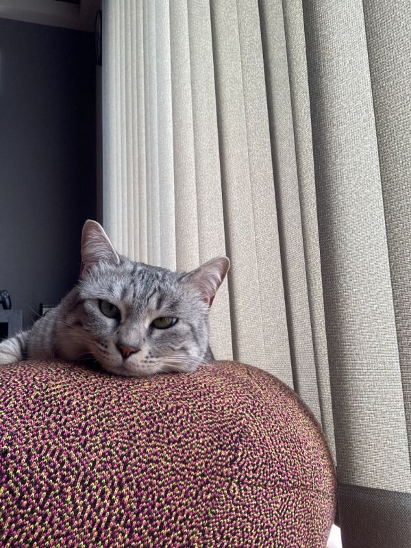 本日の愛猫　たまみ